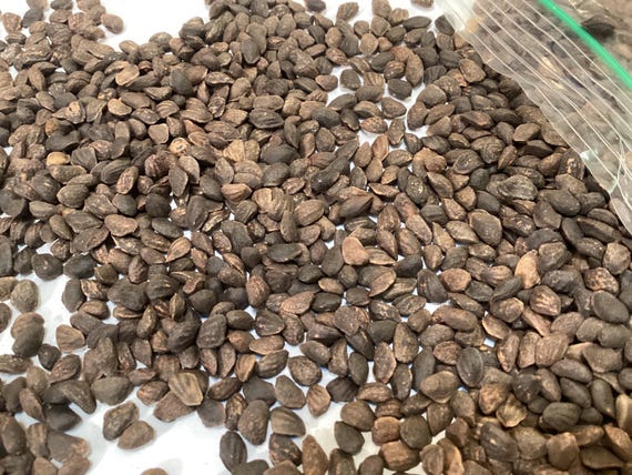 Pinus Taeda Loblolly Pine Tree Seeds - Unbranded, Grow Your Own Trees