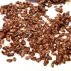 California Redwood Tree Seeds (SEQUOIA SEMPERVIRENS) (Coastal Redwood)