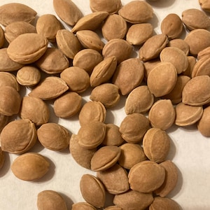 Cherry Plum Tree Seeds (PRUNUS MYROBALAN) (Myrobalan Plum)