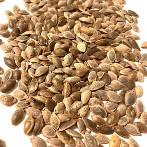 Blue Pine Tree Seeds (PINUS WALLICHIANA) (Bhutan Pine) (Himalayan White Pine)