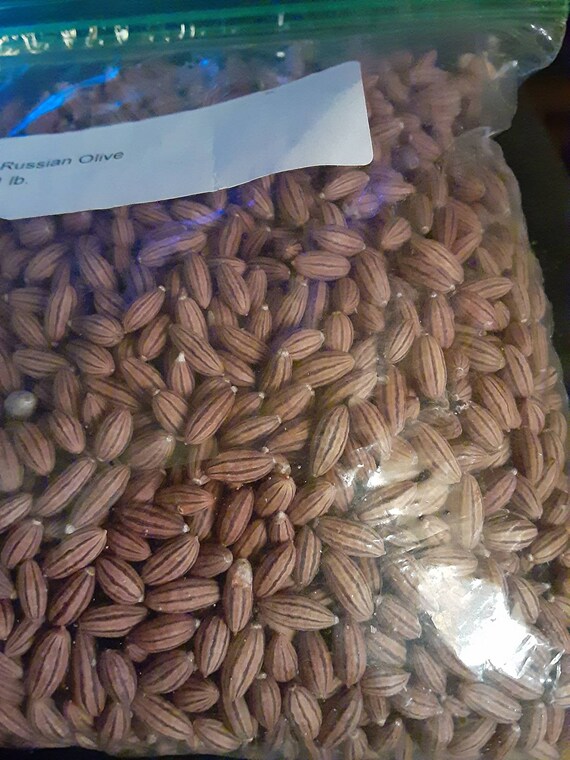Russian Olive Tree Seeds Etsy