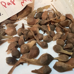 Paperbark Maple Tree Seeds (ACER GRISEUM) ((Bloodbark Maple))