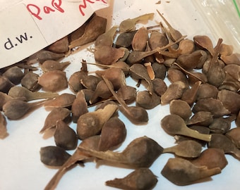 Paperbark Maple Tree Seeds (ACER GRISEUM) ((Bloodbark Maple))
