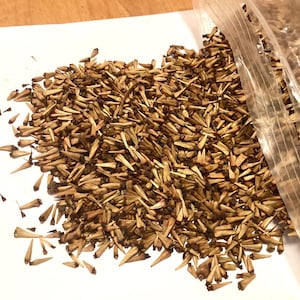 May include: A close-up of a pile of brown, dried flower seeds spilling out of a clear plastic bag onto a white surface.