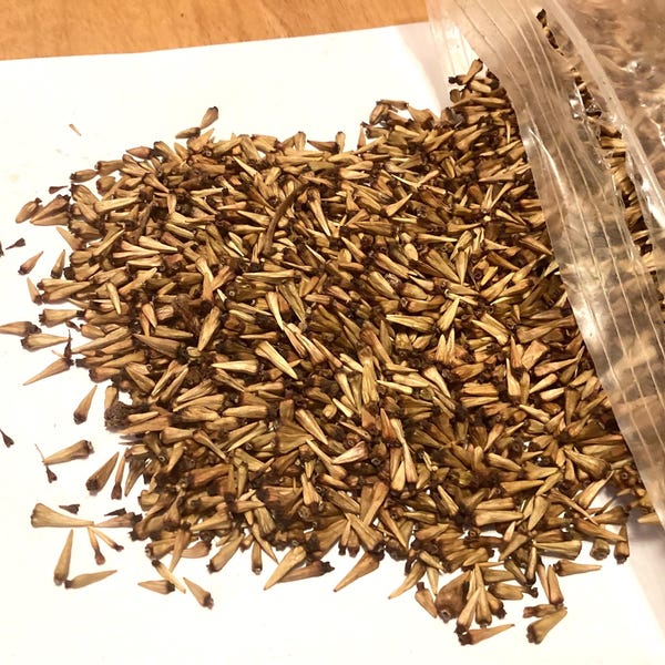 Buttonbush Tree Seeds (CEPHALANTHUS OCCIDENTALIS) (Button-Willow, Common Buttonbush, Honey-Bells)