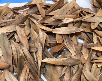 Manchurian Ash Tree Seeds  (FRAXINUS MANDSHURICA wings)