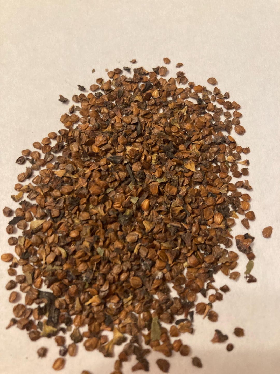 Hazel Alder Tree Seeds (ALNUS SERRULATA) - Etsy