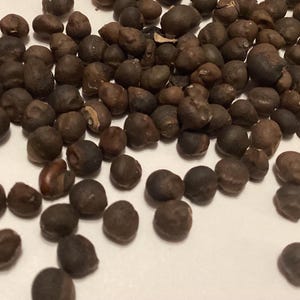 Silk Cotton Tree Seeds (CEIBA PENTANDRA) (kapok Tree)(java Kapok)(java ...