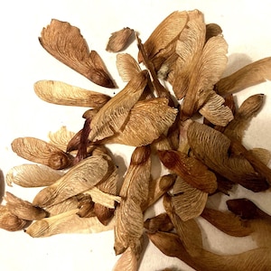 Red Maple Tree Seeds (ACER RUBRUM)  (Southern Sourced Seeds)