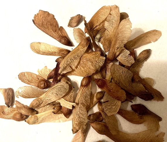 Maple Tree Seeds