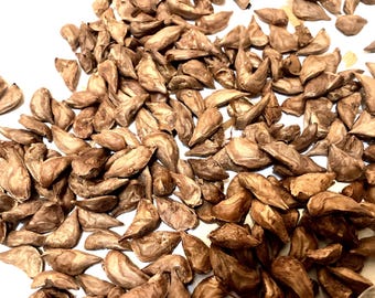 Lebanese Cedar Tree Seeds (CEDRUS LIBANI)