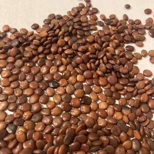 Eastern Redbud Tree Seeds (CERCIS CANADENSIS) (Northern Zone 4)