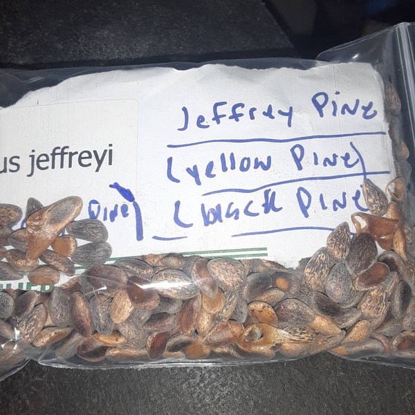 Jeffrey Pine Tree Seeds (pinus jeffreyi)