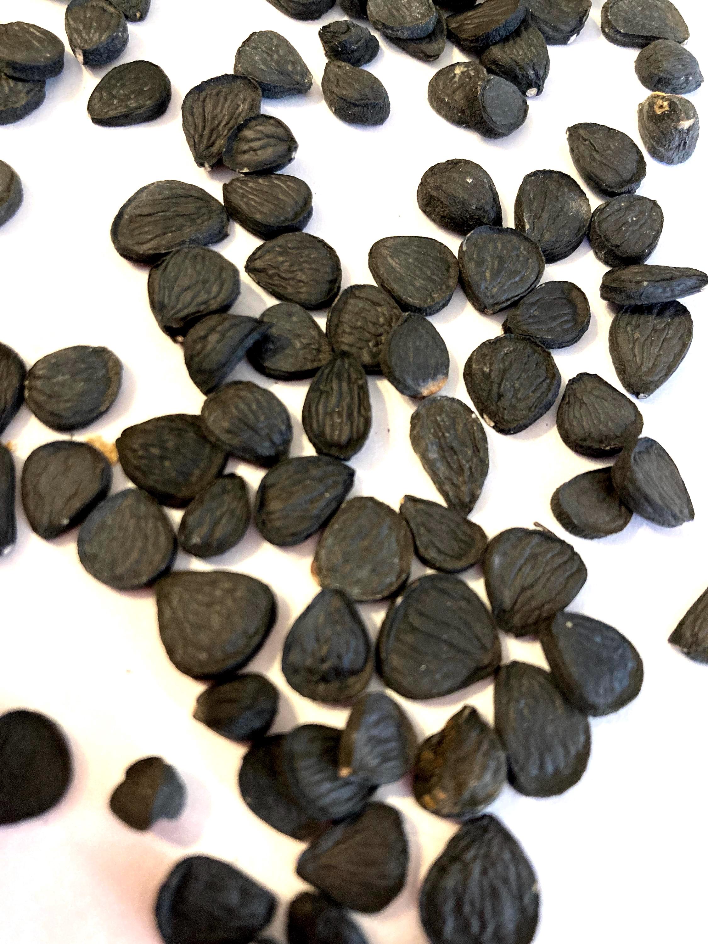 Datil Yucca Banana Yucca Tree Seeds (YUCCA BACCATA) (datil Yucca) (spanish Bayonet ...