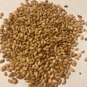 Yaupon Shrub Seeds (ILEX VOMITORIA) (Yaupon Holly Tree, Cassina)