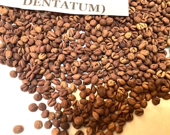 Southern Arrowwood Tree Seeds (VIBURNUM DENTATUM)