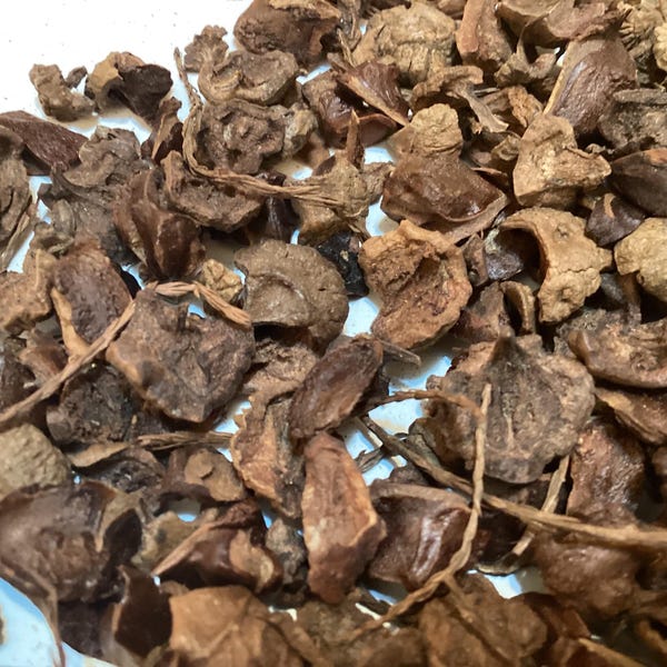 Pond Cypress Tree Seeds (Taxodium Ascendens)
