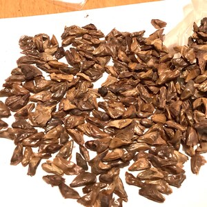 Silver Fir Tree Seeds (ABIES ALBA) (European Silver Fir)
