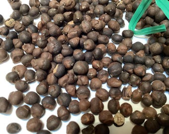 Kapok Tree Seeds (CEIBA PENTANDRA) - Silk Cotton Tree