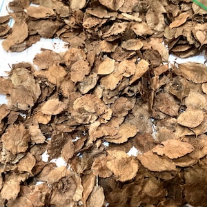 Chinese Elm Tree Seeds (ULMUS PARVIFOLIA) (Lacebark Elm)