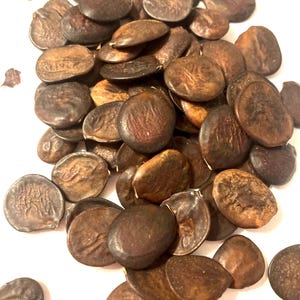 Hawaiian Orchid Tree Seeds (BAUHINIA PURPUREA) (Butterfly Tree) (Hong Kong Orchid Tree)( Purple Bauhinia)(Purple Camel&#39;s Foot)