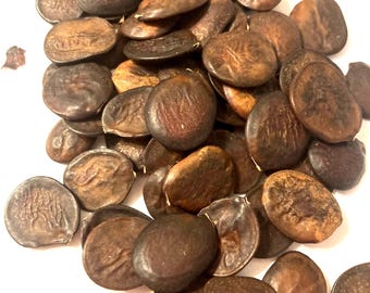 Hawaiian Orchid Tree Seeds (Bauhinia Purpurea)