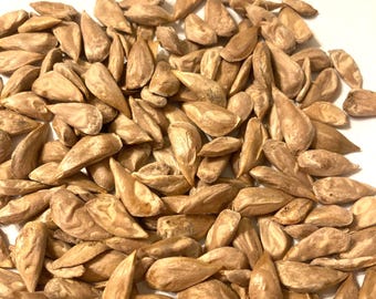 Himalayan Cedar Tree Seeds (CEDRUS DEODARA) (Deodar)