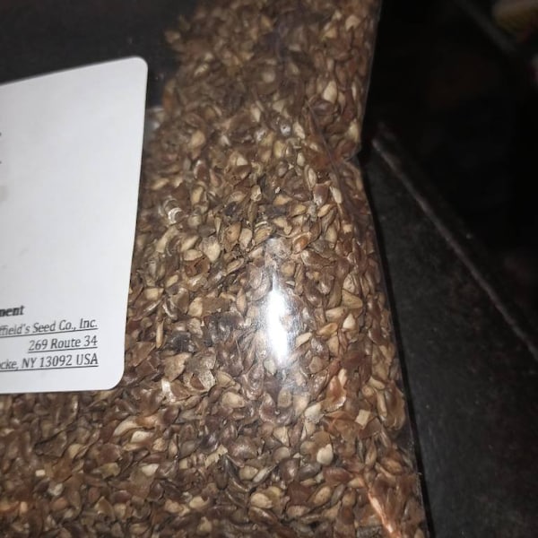 Japanese Larch Tree Seeds (Larix Kaempferi)