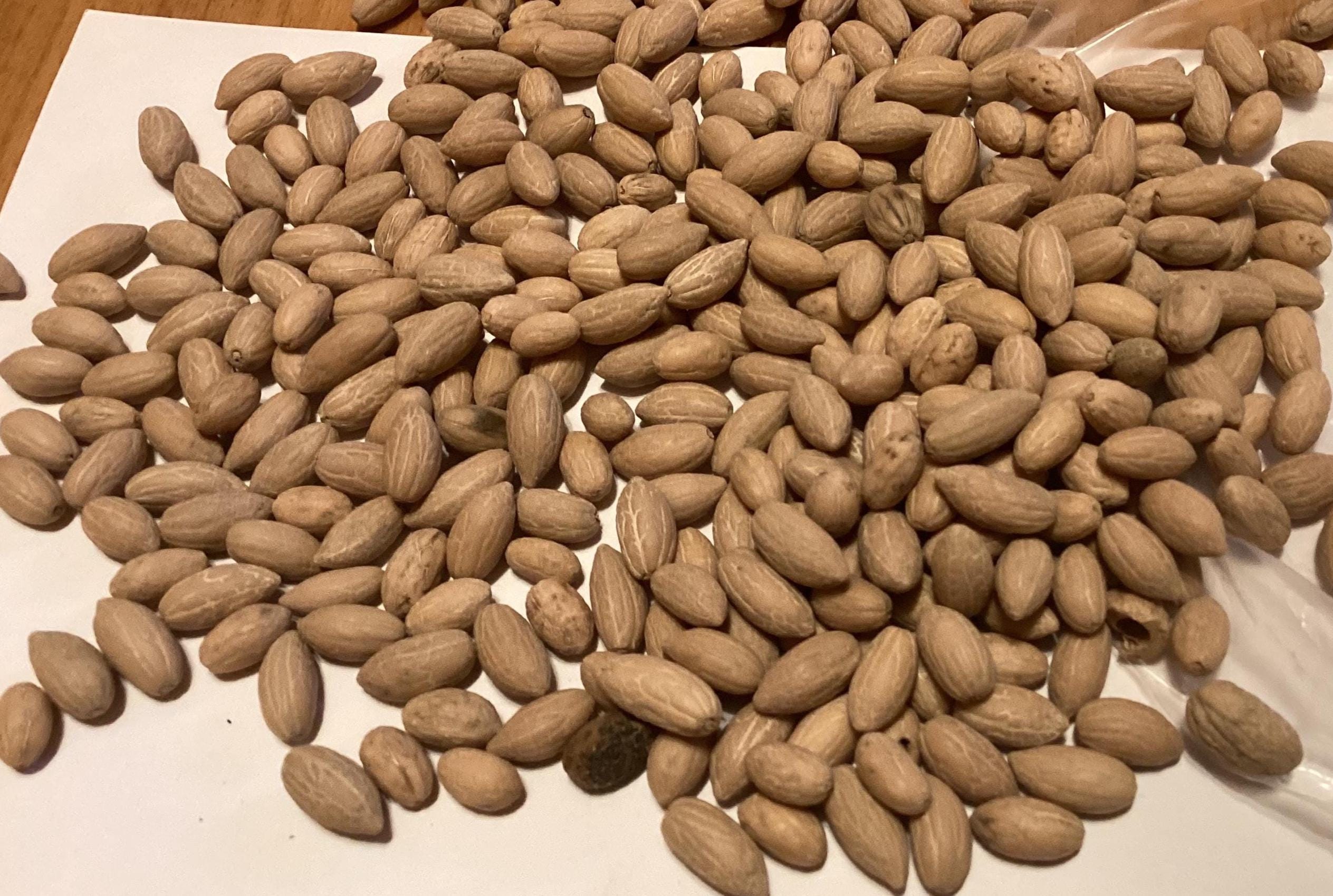 Edible Olive Tree Seeds (OLEA EUROPAEA) (common Olive) - Etsy
