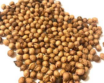 Wild Cherry Tree Seeds (prunus Serotina) - Etsy