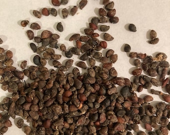 Utah Serviceberry Seeds  (Amelanchier Utahensis)