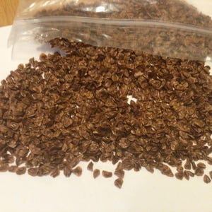 Hinoki False Cypress Tree Seeds (CHAMAECYPARIS OBTUSA) (Hinoki Cypress Tree)