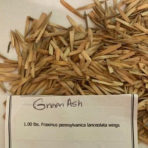 Green Ash Tree Seeds Fraxinus Pennsylvania lanceolata wings image 2