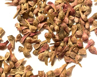 Bloodgood Japanese Maple Tree Seeds (ACER PALMATUM ATROPURPUREUM Bloodgood Dewinged)