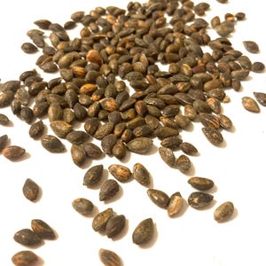 Afghan Pine Tree Seeds (PINUS ELDARICA) - Desert Pine
