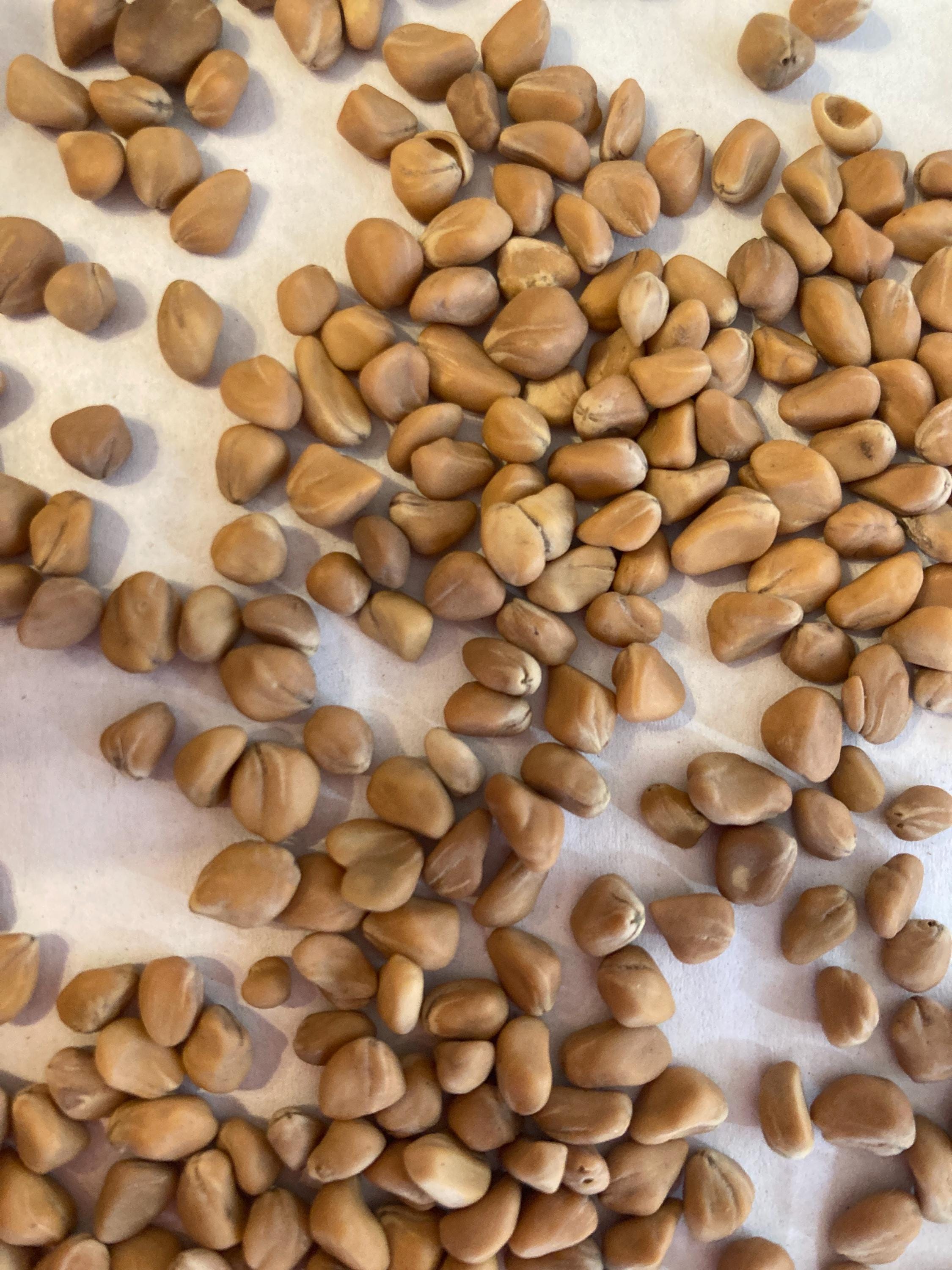 Hong Kong Dogwood Tree Seeds (CORNUS HONGKONGENSIS)