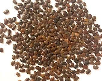 Black Locust Tree Seeds (ROBINIA PSEUDOACACIA) (Yellow Locust)