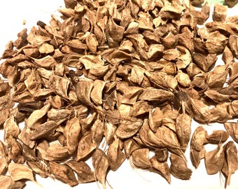 Tulip Poplar Tree Seeds (LIRIODENDRON TULIPIFERA)