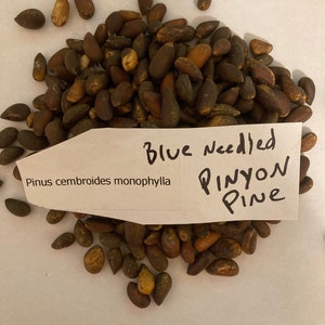 Blue needled Pinyon Pine Tree Seeds (Pinus Cembroides monophylla)