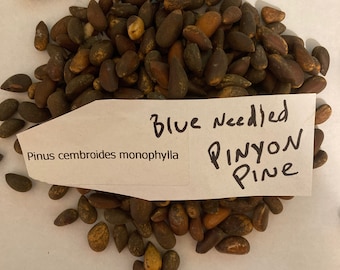 Single-Leaf Pinyon Pine Tree Seeds (PINUS CEMBROIDES MONOPHYLLA) (Blue Needled Pinyon)