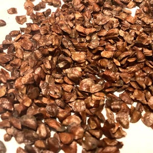 Bentham Cypress Tree Seeds (Cupressus Lusitanica)
