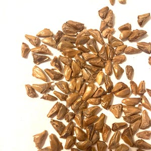 White Balsam Fir Tree Seeds (ABIES LASIOCARPA)