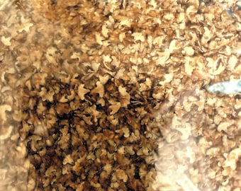 White Birch Tree Seeds (Betula Populifolia)