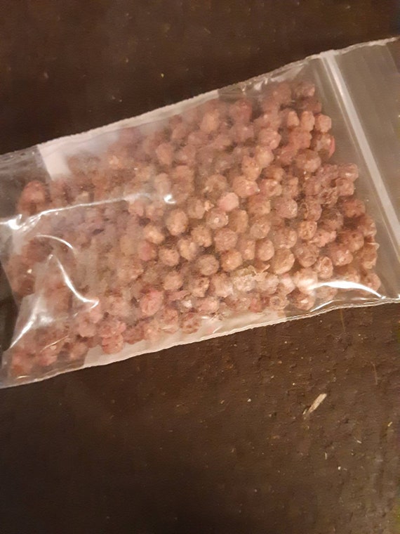 California Pepper Tree Seeds