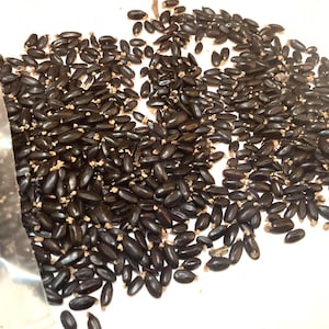 Golden Mimosa Tree Seeds (Acacia Baileyana)