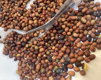 Siberian Pea Tree Seeds (CARAGANA ARBORESCENS) (Caragana Shrub)