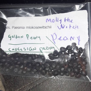 Molly The Witch Peony Seeds (Paeonia Mlokosewitschii)