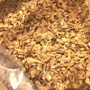 Arborvitae Tree Seeds (THUJA OCCIDENTALIS) (American Arborvitae) (Eastern White-Cedar)(Northern White cedar)