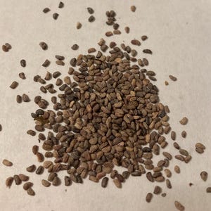 Red Raspberry Seeds (RUBUS IDAEUS) (European Raspberry, Framboise)