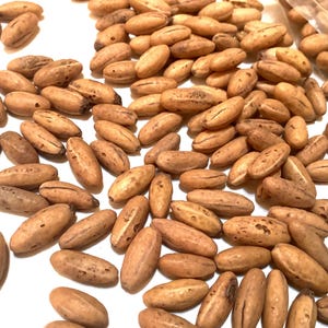 Japanese Cornel Dogwood Tree Seeds (CORNUS OFFICINALIS) (Asiatic Dogwood)